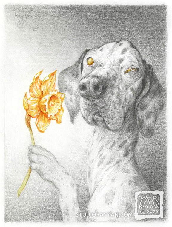 Original Drawing - Daffodil Dalmation