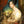 Print - Lady Wheatley's Whippets